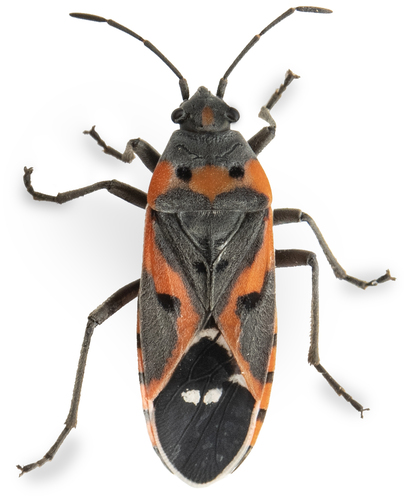 iNaturalist observation photo of Small Milkweed Bug