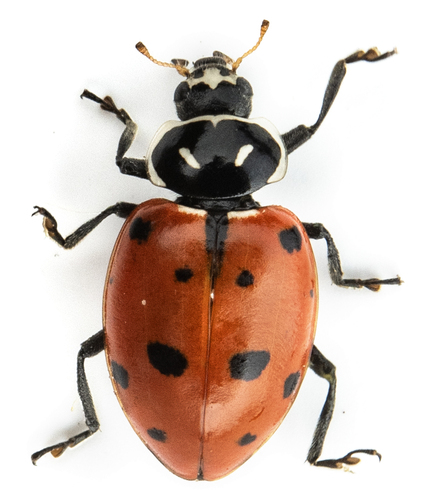 iNaturalist observation photo of Convergent Lady Beetle