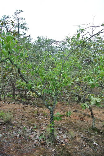 Quercus praineana