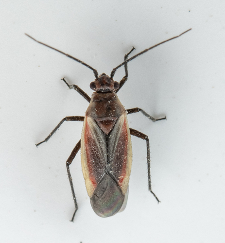 iNaturalist observation photo of Margined Scarlet Plant Bug