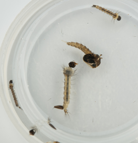 iNaturalist observation photo of Culicine Mosquitoes