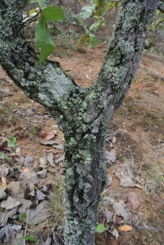 Quercus praineana