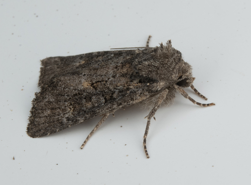 iNaturalist observation photo of Cutworms and Dart Moths