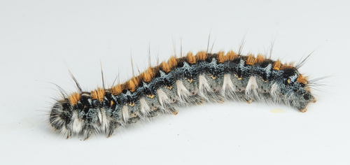 iNaturalist observation photo of Pacific Tent Caterpillar