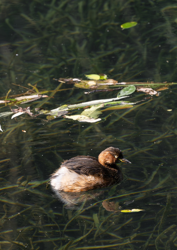 Little Grebe