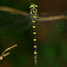 Tiger Spiketail - Photo (c) John Beatty, all rights reserved