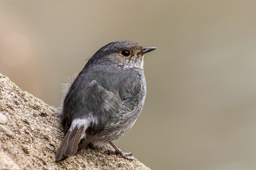 Plumbeous Water Redstart
