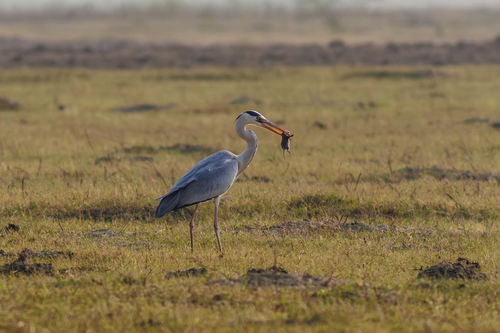 Grey Heron
