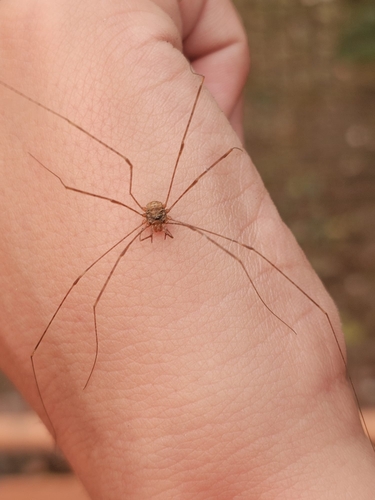 Fork-palped Harvestman Complex