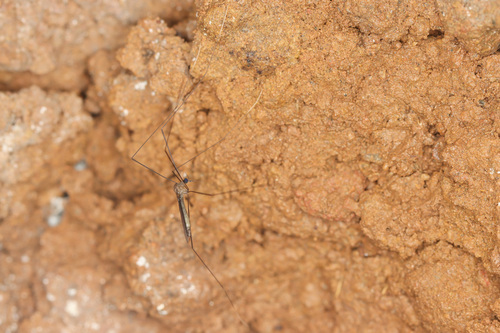 Helius (Helius) albitarsis