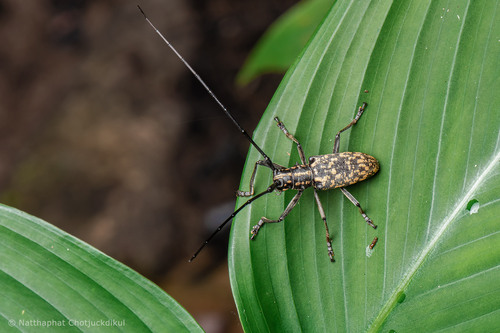 Epepeotes luscus (Fabricius, 1787)