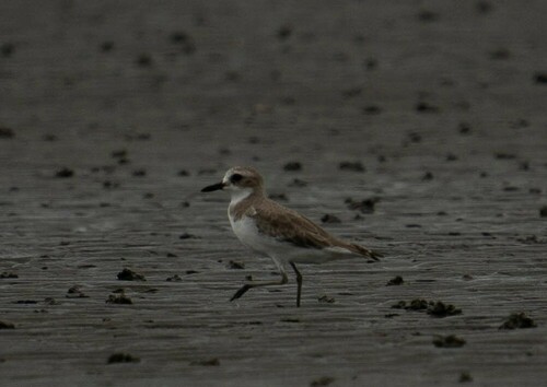 Greater Sand-Plover