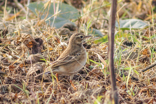 Richard's Pipit