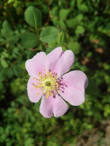 iNaturalist observation photo of California Wild Rose