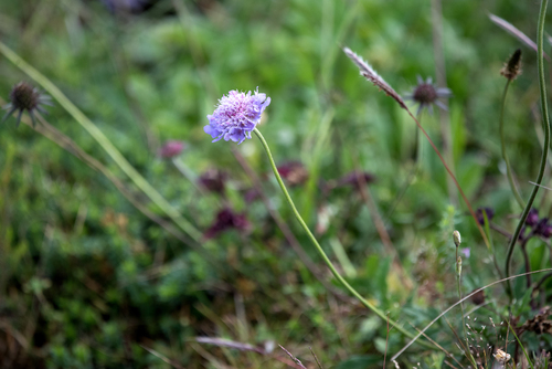 Small Scabious