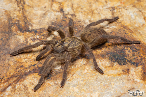 Harpactira tigrina