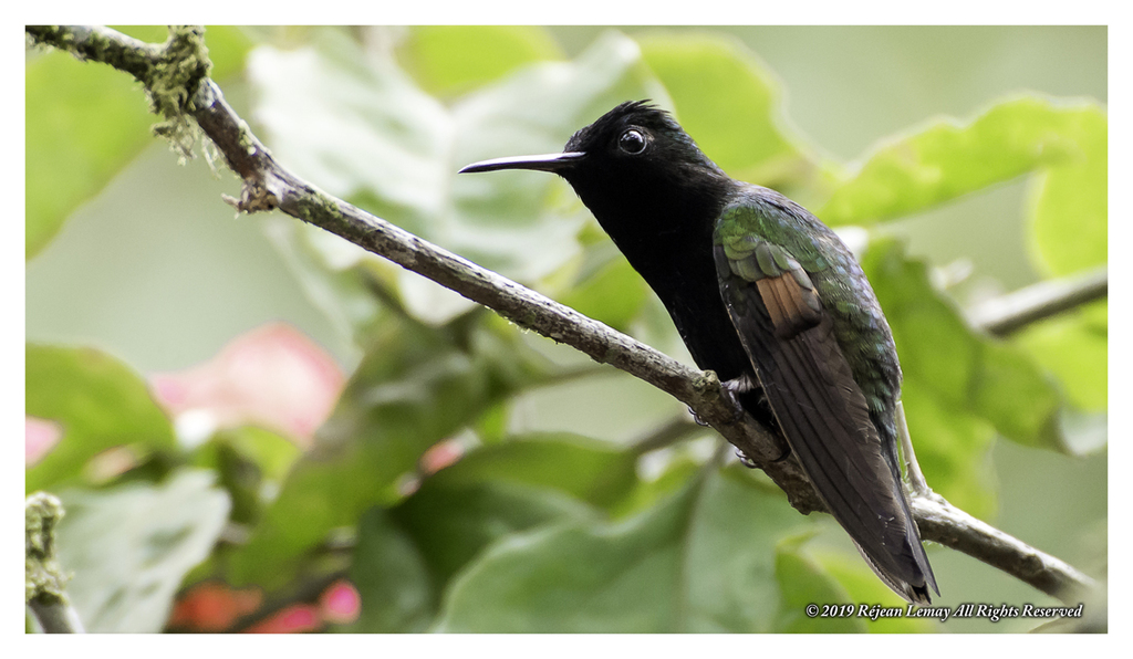 Black-bellied Hummingbird photo