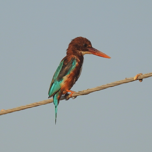 White-throated Kingfisher