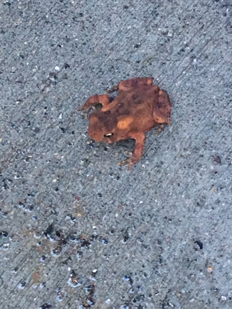 American Toad from Big South Fork National River and Recreation Area ...