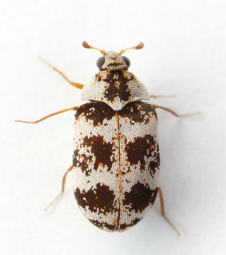 Anthrenus coloratus Reitter, 1881