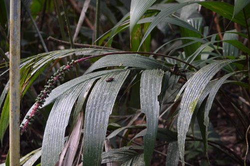 Geonoma cuneata