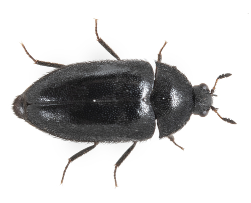 iNaturalist observation photo of Attagenus rufipennis
