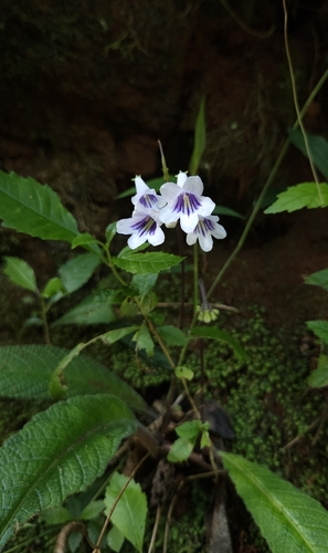 Streptocarpus parviflorus ssp. soutpansbergensis
