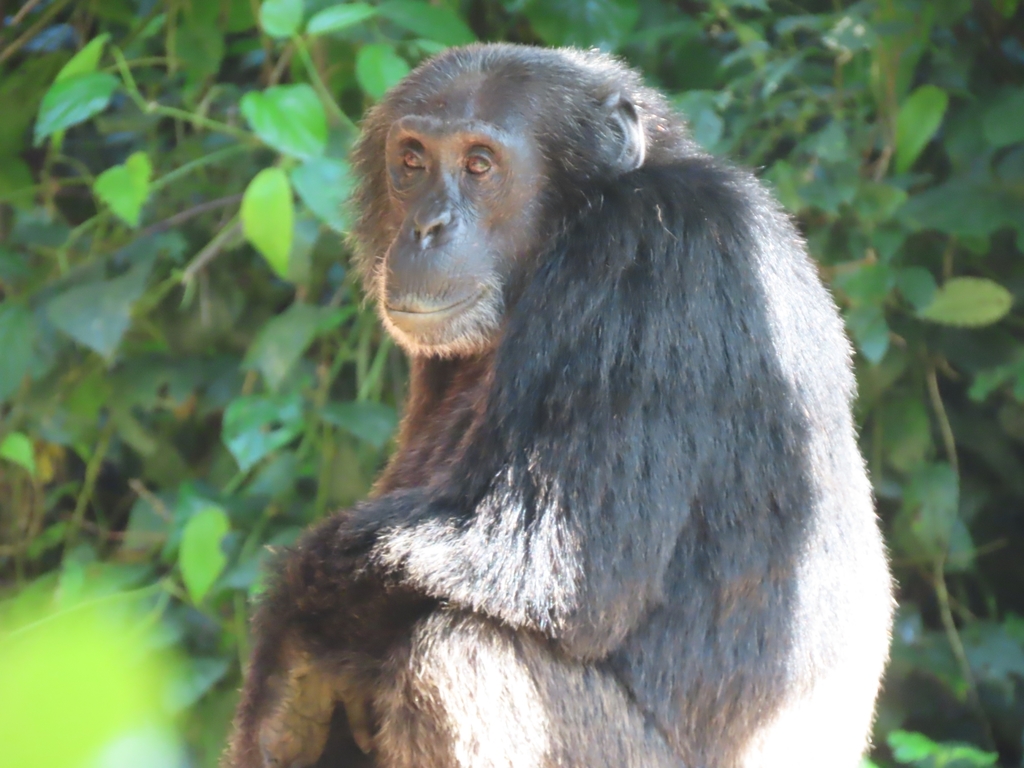 Chimpanzé chimpanzé macaco rosto cabeça macaco (Pan troglodytes) também  conhecido como um chimpanzé comum fotos, imagens de © cheekylorns2 #61296459