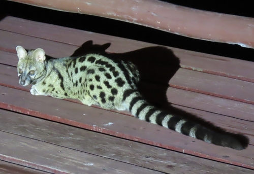 Northern Small-spotted Genet