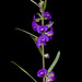 Common Hovea - Photo (c) williamdomenge9, all rights reserved, uploaded by williamdomenge9