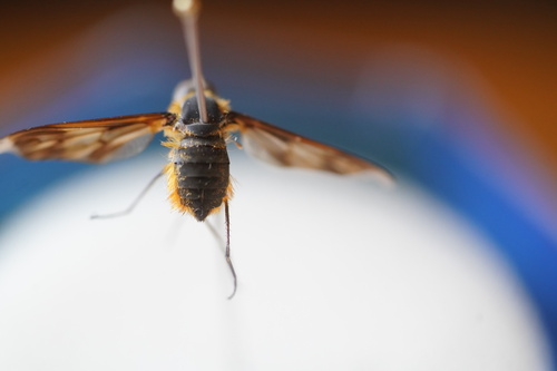 Orange Bee fly