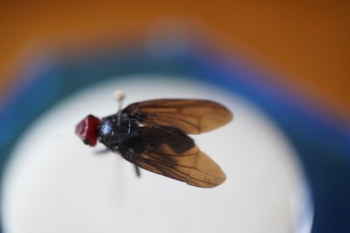 Red-headed Fly