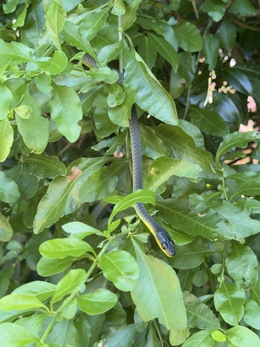 Common Tree Snake sighting