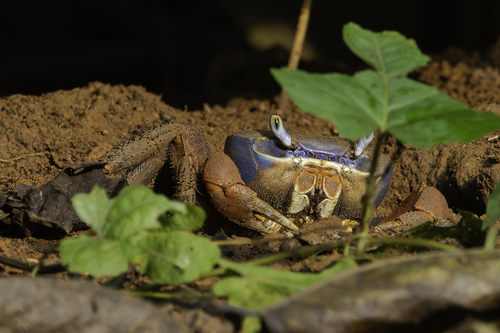 Cardisoma armatum (Herklots, 1851)