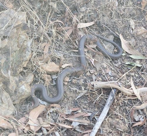 Eastern Brown Snake sighting