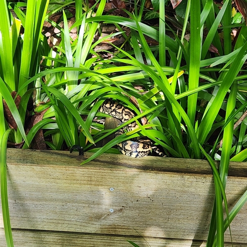 Coastal Carpet Python sighting