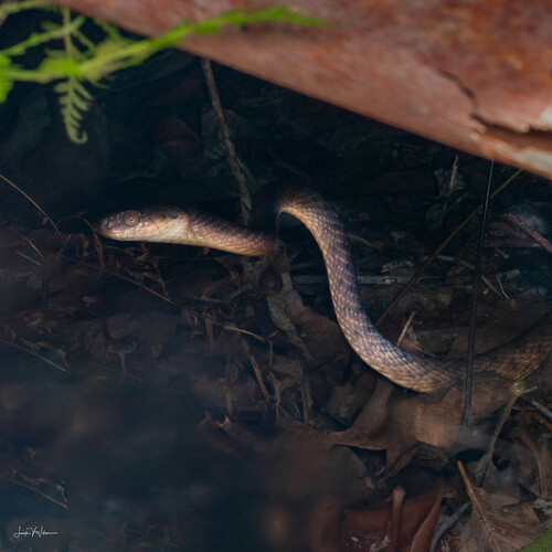 Brown Tree Snake sighting