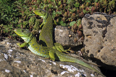 Ocellated Lizard
