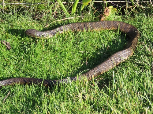 Tiger Snake sighting