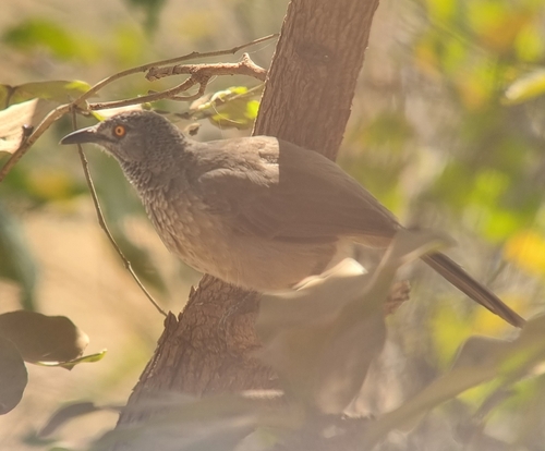 Brown Babbler