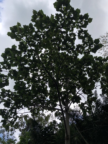 Balsa Tree