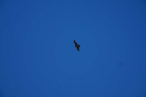 Avistamiento Águila perdicera o águila azor perdicera