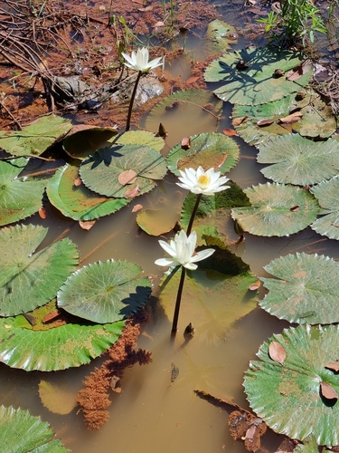 Egyptian white water-lily