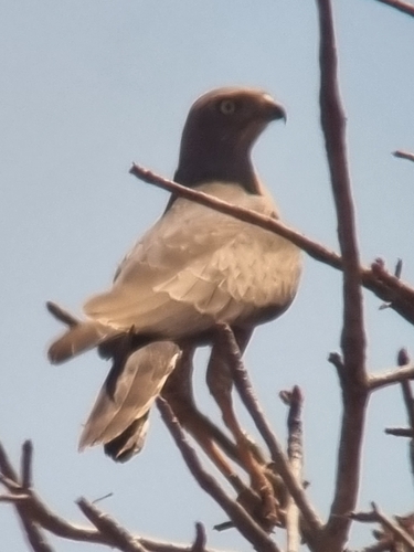 Dark Chanting-Goshawk
