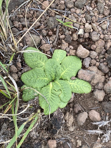 Euphorbia primulifolia var. primulifolia