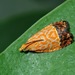 Tortricid Leafroller Moths - Photo (c) Siupoon Kwan, all rights reserved, uploaded by Siupoon Kwan
