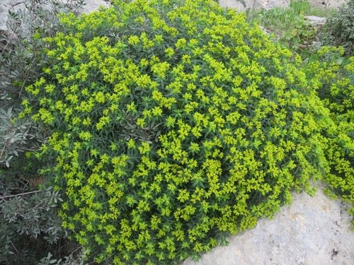Euphorbia bivonae ssp. tunetana