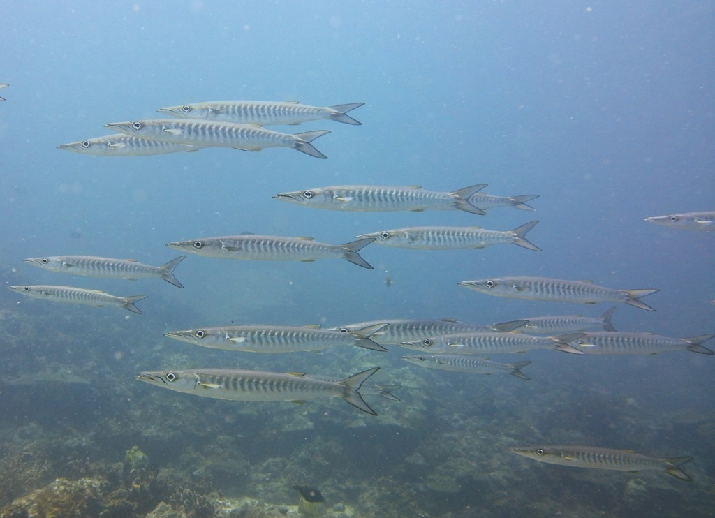 Schooling barracuda