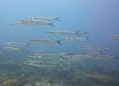 Schooling barracuda