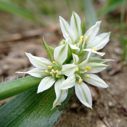 Allium chamaemoly L.